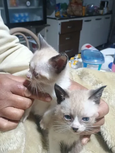 Filhotes de gatos siamês