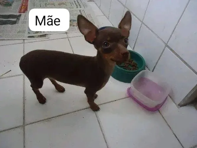 Pinscher 00 Pais No local Fundamental
