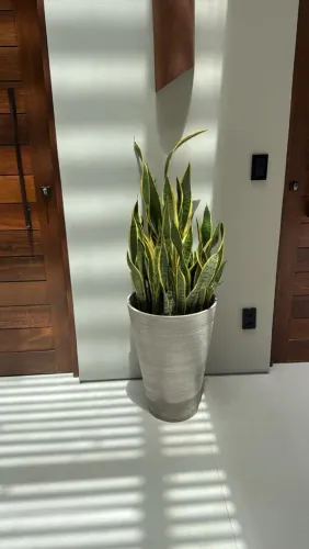 Plantas e jardins