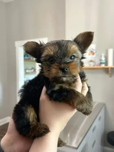 Yorkshire Terrier fofo