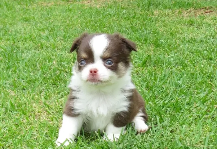 chihuahua- compartilhe esse amor mais puro que existe