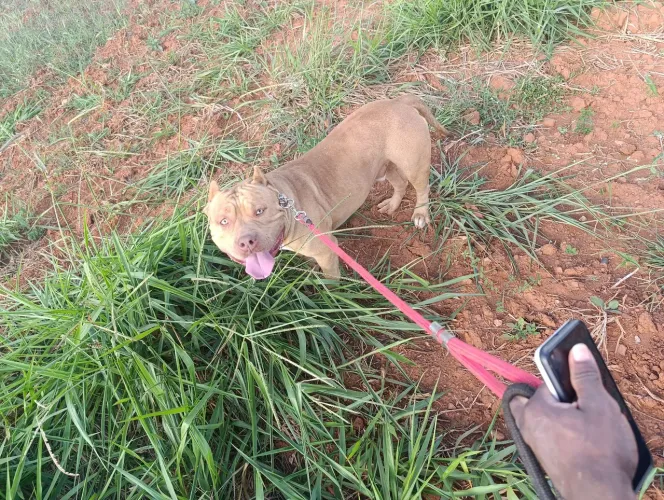 Pit Monster com pedigree.. Muito dócil e brincalhão.. Vendendo por falta de espaço..