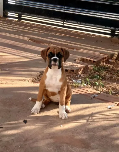 Vendo uma linda feminha de boxer femia.