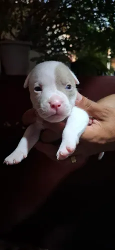 Filhotes de american bully pocket disponível