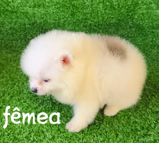 Lulu Pomerânia