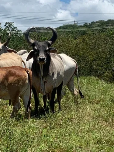 animal de produção