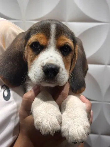beagles são leopoldo
