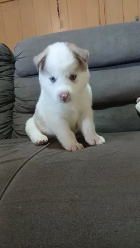 Husky Siberiano Wooly 