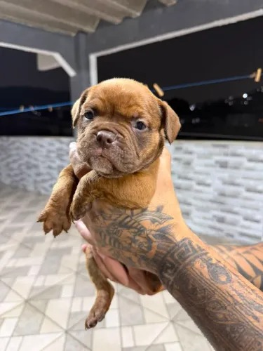 American bully Pocket fêmea.