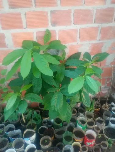 Frutíferas