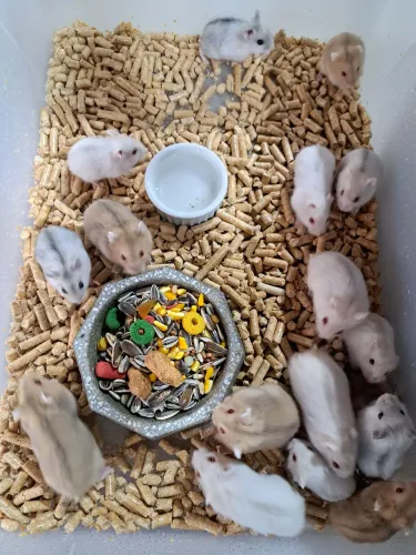 novos filhotes de hamster anão russo