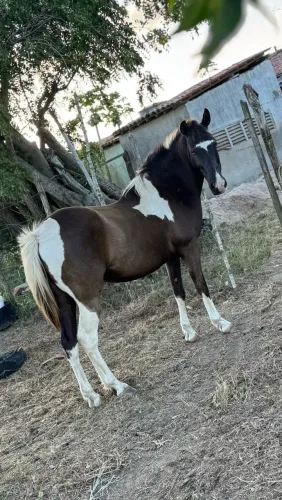 Cavalo de raça