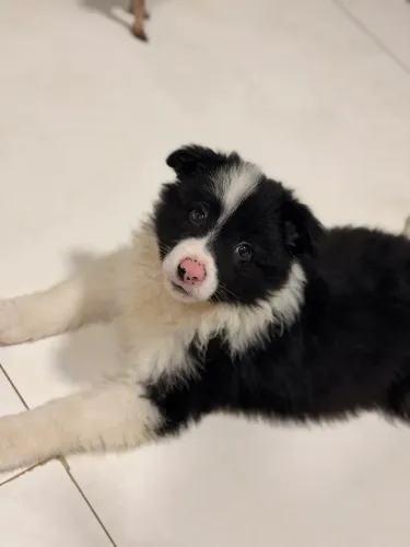 Border collie macho