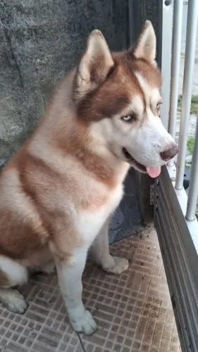 Cachorro disponível para cruza.