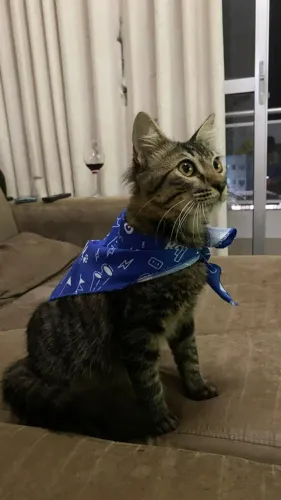 Gatinho Castrado, vermifugado, Vacinado, adoção responsável.