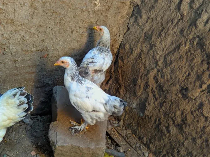 Frangos Brahma, jovens e vermífugado