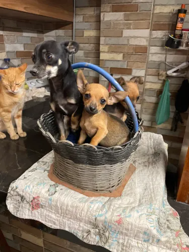Vendo cachorro pinche n1