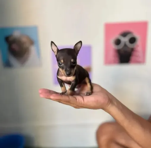 Pinscher -Um amigo para a vida