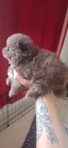 Sptiz alemão/ lulu da pomerania