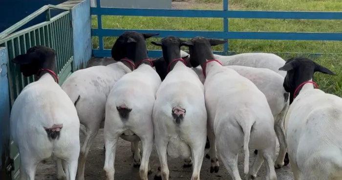 Ovelhas