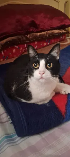 Gato macho castrado