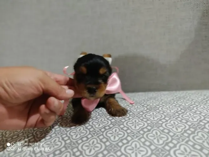 Yorkshire Terrier,Yorkshire Terrier Filhote Muito Amoroso e Dócil
