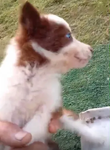 Border collie filhotes pronto para novo lar 