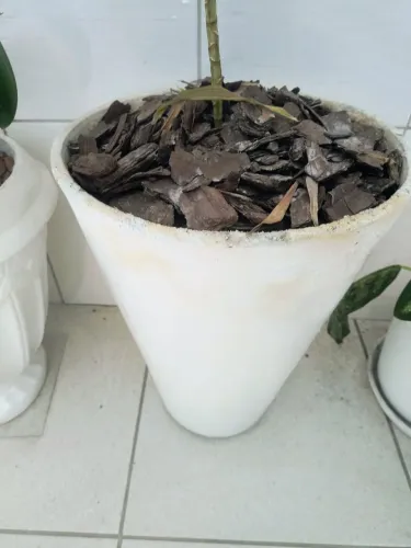 Planta com vaso