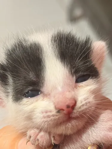 Gatos para adoção