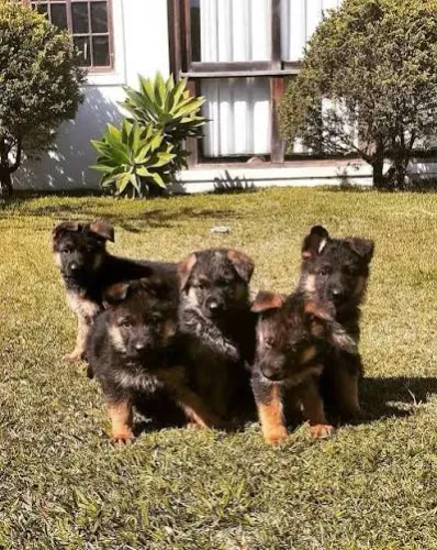 Pastor alemão e pastor belga malinois filhotes 