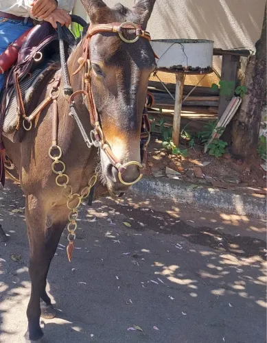 Vende-se traia no metal amarelo argola fio reto