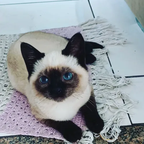 Pet Sitter
