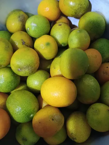 Muda laranja kinkan 