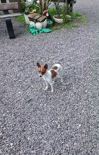 Pinscher Fêmea
