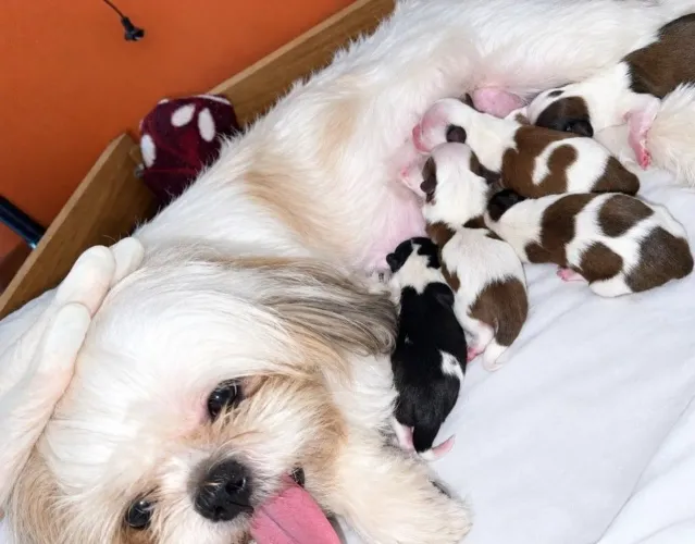 Vendas Cachorros, Shitzus