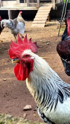 Galos/galinha /gsb