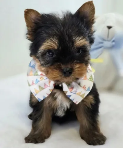Lindos machinhos de Yorkshire terrier micro com pedigree!