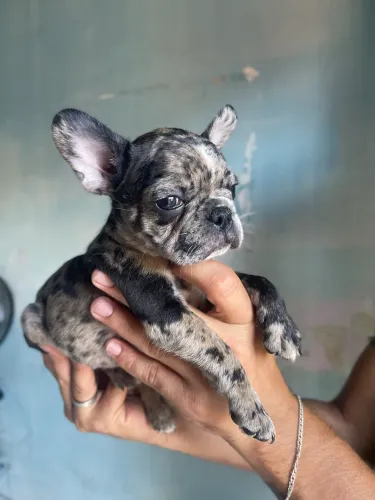 Buldogue francês fêmea ( MERLE )