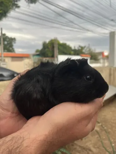 Porquinhos da Índia