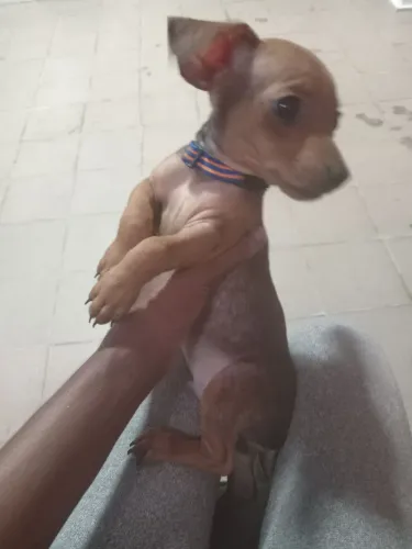 Vendo filhotes de pinscher n°1. De mãe e de pai nascidos no dia 2 de abril