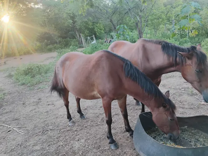Égua mansa de sela