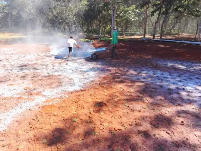 Grama Batatais Direto do Produtor Rural Confira 