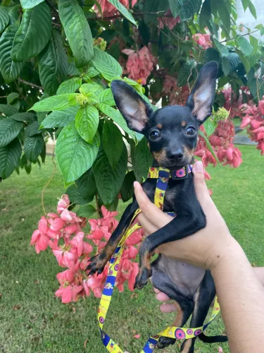 Pinscher fêmea 3 meses vacinada bem miudinha