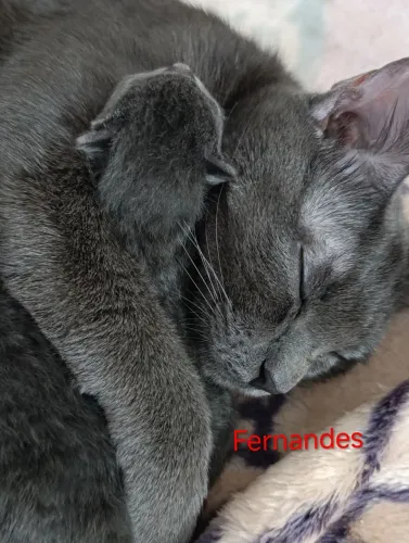 Azul Russo/Russian Blue Filhotes