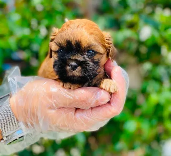 Shihtzu, 48 dias