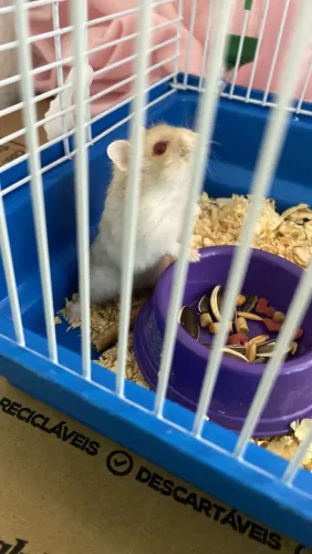 Vende-se hamster