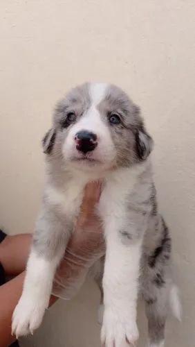 Filhotes de Border Collie Blue Merle 
