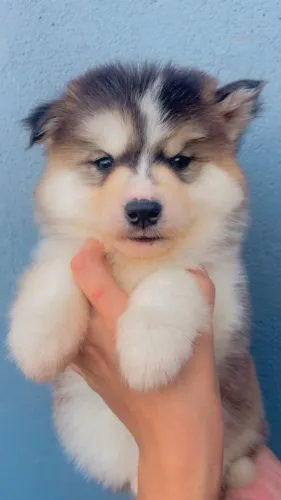Husky Siberiano todos pedigree e suporte veterinario *