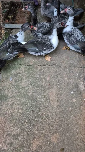 Patas