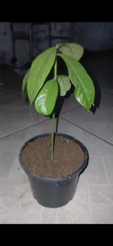 Muda de Jambo 